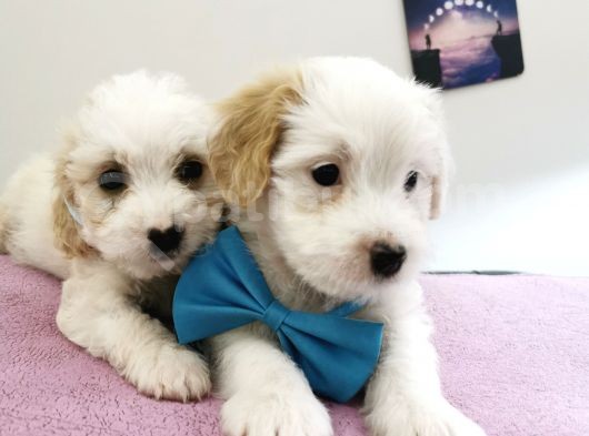 Terrier Bebegim görsel