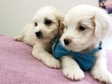 Terrier Bebegim