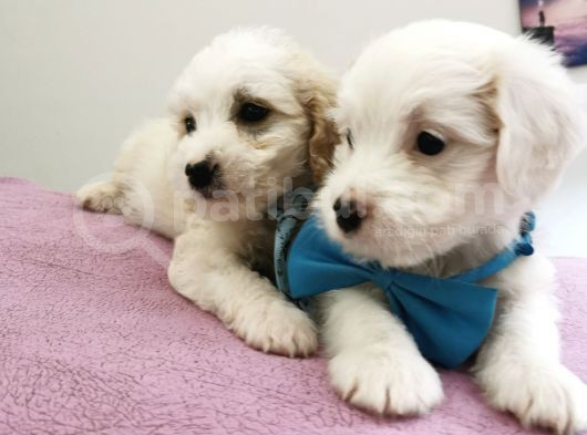 Terrier Bebegim görsel
