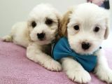 Terrier Bebegim