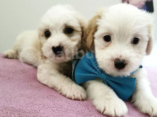 Terrier Bebegim