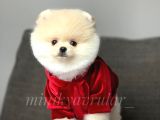 Orjinal Pomeranian Boo Yavrularımız