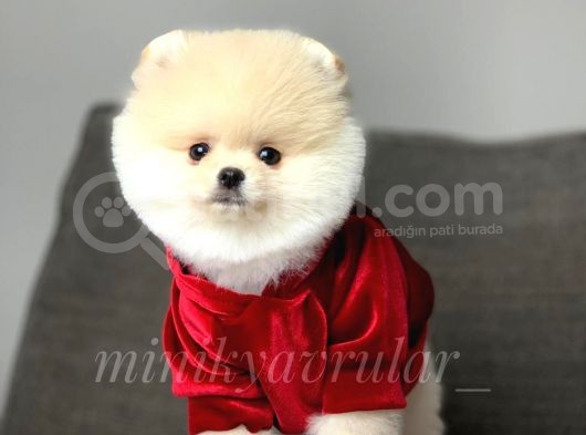 Orjinal Pomeranian Boo Yavrularımız
