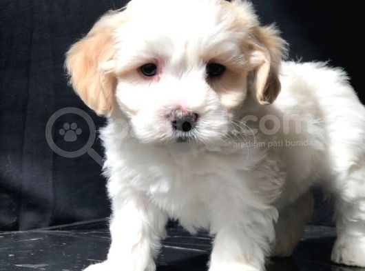Özel Üretim Maltipoo