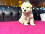 Satilik Malti̇poo Yavrularimiz