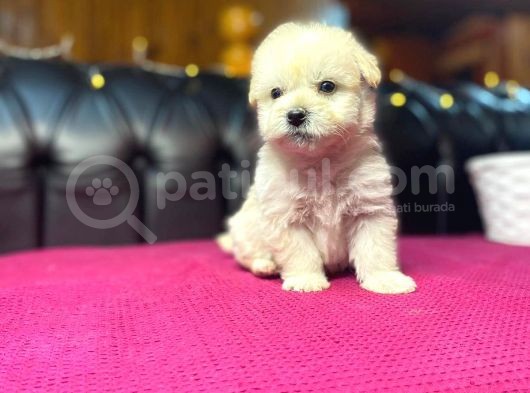 Satilik Malti̇poo Yavrularimiz görsel