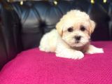 Satilik Malti̇poo Yavrularimiz
