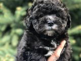 Silver Phantom Özel Irk Maltipoo Yavrumuz