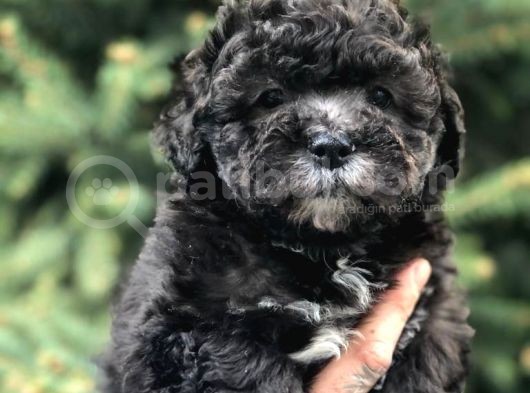 Silver Phantom Özel Irk Maltipoo Yavrumuz