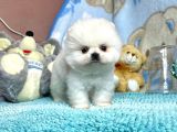 Safkan Pomerani̇an Boo Yavrularimiz