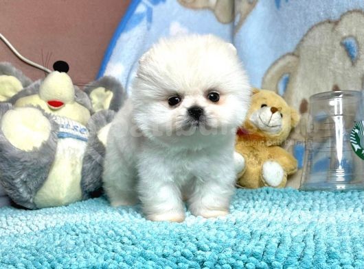 Safkan Pomerani̇an Boo Yavrularimiz görsel