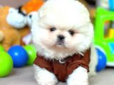 Safkan Pomerani̇an Boo Yavrularimiz