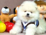 Safkan Pomerani̇an Boo Yavrularimiz
