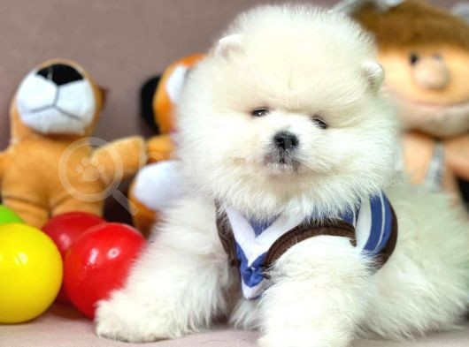 Safkan Pomerani̇an Boo Yavrularimiz görsel