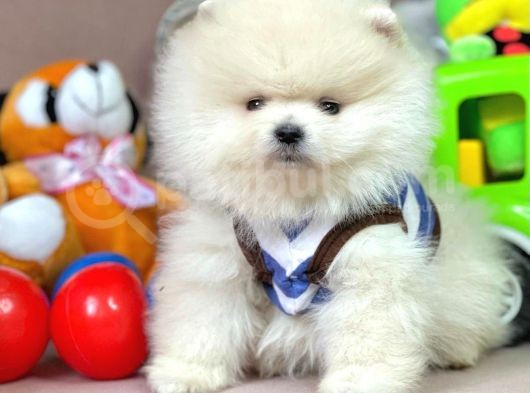 Safkan Pomerani̇an Boo Yavrularimiz