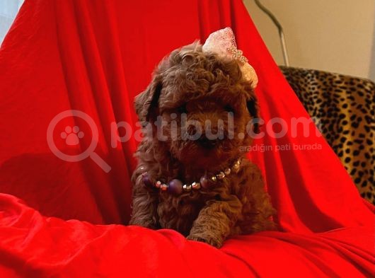 Safkan Toy Poodle Yavrularimiz görsel