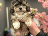 2 Aylik Erkek Blue Phantom Poodle