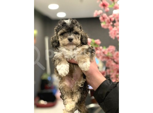 2 Aylik Erkek Blue Phantom Poodle görsel