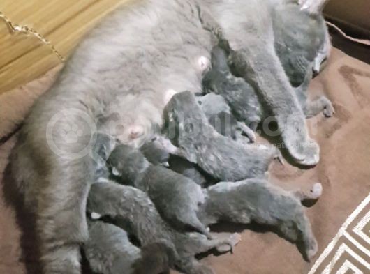Anne British Baba Scotish Safkan Yavrularımız Rezerveye Açıktır