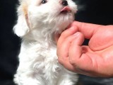 Dizayn Irk Maltipoo Yavrumuz