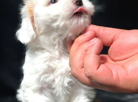 Dizayn Irk Maltipoo Yavrumuz