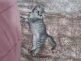 2 Aylık Silver Erkek Bebek