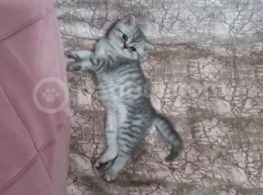 2 Aylık Silver Erkek Bebek görsel