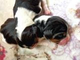 Irk Ve Sağlik Garanti̇li̇ Safkan Eli̇zhabeth Beagle