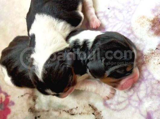 Irk Ve Sağlik Garanti̇li̇ Safkan Eli̇zhabeth Beagle görsel