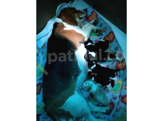 Irk Ve Sağlik Garanti̇li̇ Safkan Eli̇zhabeth Beagle görsel