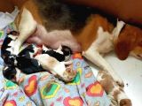 Irk Ve Sağlik Garanti̇li̇ Safkan Eli̇zhabeth Beagle
