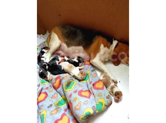 Irk Ve Sağlik Garanti̇li̇ Safkan Eli̇zhabeth Beagle görsel