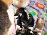 Irk Ve Sağlik Garanti̇li̇ Safkan Eli̇zhabeth Beagle