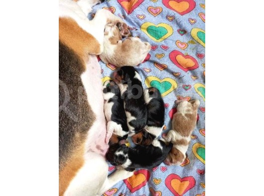 Irk Ve Sağlik Garanti̇li̇ Safkan Eli̇zhabeth Beagle görsel
