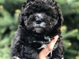 Silver Phantom Özel Irk Maltipoo Yavrumuz