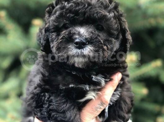 Silver Phantom Özel Irk Maltipoo Yavrumuz görsel