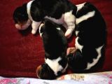 Irk Ve Sağlik Garanti̇li̇ Safkan Eli̇zhabeth Beagle