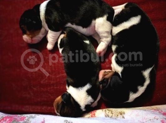 Irk Ve Sağlik Garanti̇li̇ Safkan Eli̇zhabeth Beagle görsel
