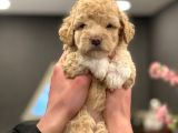2 Aylik Di̇şi̇ Poodle Yavrumuz