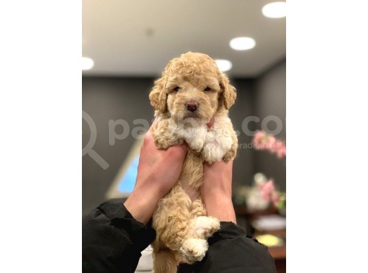 2 Aylik Di̇şi̇ Poodle Yavrumuz görsel
