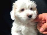 Dizayn Irk Maltipoo Yavrumuz