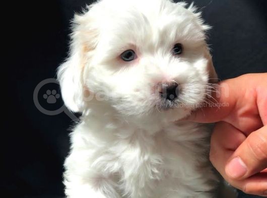 Dizayn Irk Maltipoo Yavrumuz görsel