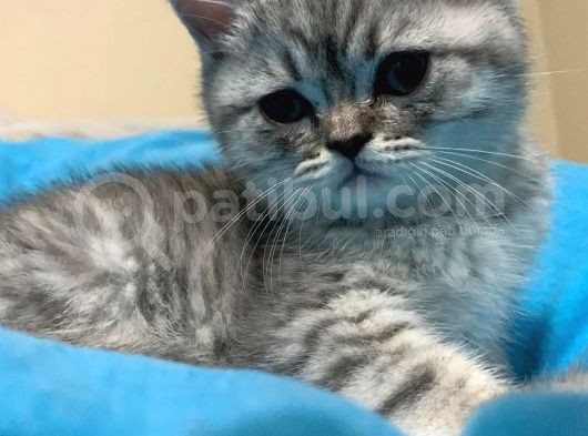 2 Aylık Silver Erkek Bebek