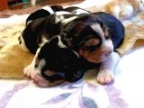 Irk Ve Sağlik Garanti̇li̇ Safkan Eli̇zhabeth Beagle