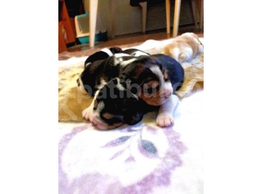 Irk Ve Sağlik Garanti̇li̇ Safkan Eli̇zhabeth Beagle görsel