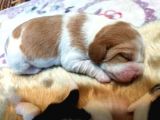 Irk Ve Sağlik Garanti̇li̇ Safkan Eli̇zhabeth Beagle