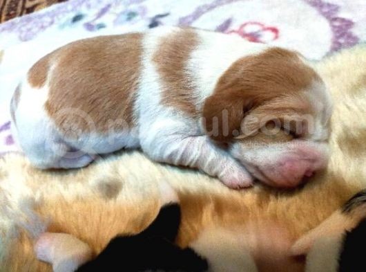 Irk Ve Sağlik Garanti̇li̇ Safkan Eli̇zhabeth Beagle görsel