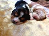 Irk Ve Sağlik Garanti̇li̇ Safkan Eli̇zhabeth Beagle