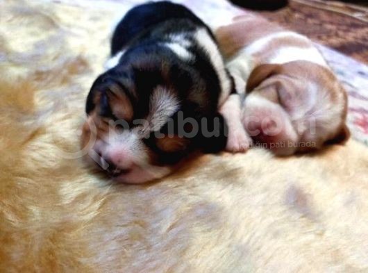Irk Ve Sağlik Garanti̇li̇ Safkan Eli̇zhabeth Beagle