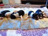 Irk Ve Sağlik Garanti̇li̇ Safkan Eli̇zhabeth Beagle